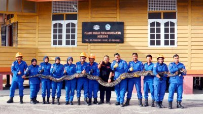 丰盛港民防部队擒获重达100公斤、身长7公尺的蟒蛇。（图取自《大都会日报》）