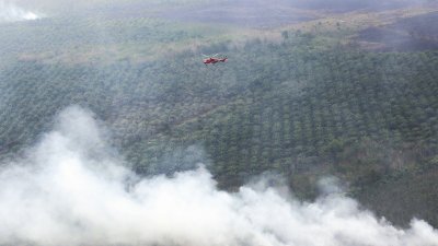 泥炭地火患一直是印尼政府的一个棘手问题，每年林火产生的烟霾不仅影响印尼本身，更影响到邻国。这是一架载有水桶的直升机，周三于苏门答腊省一片发生火患的棕榈种植园上空，进行洒水行动，以扑灭林火。