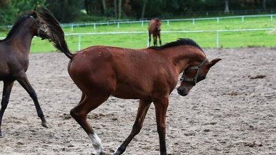 阿拉伯马是世界上最古老的马匹品种之一，最早可追溯到4500年前。