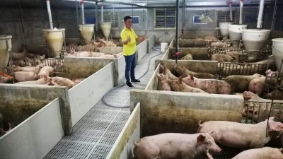 王浚滨展示其封闭式农场，虽然未尽完善，不过已被兽医局视为模范养猪场的楷模。