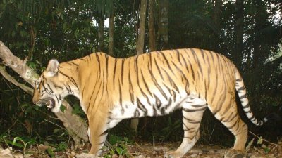 马来亚虎是我国珍贵的受保护动物，世界自然基金会希望希盟政府能伸出橄榄枝，延续前朝政府的各项老虎保育计划。-档案照-