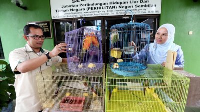 万末万哈伦（左）周一在记者会上展示从嫌犯家中寻获的稀有鹦鹉，并指涉案嫌犯从印尼引入该批鹦鹉后，准备在黑市上售卖给鸟类爱好者。