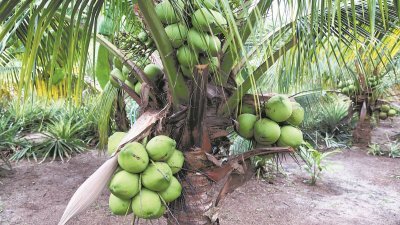 马达椰树身矮、果肉厚及用途广，因此有很大的经济潜能，惟却因国内缺乏椰苗，导致果农无法大量种植。