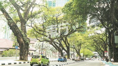 黄孝儒建议隆市市政局效仿泰国的做法，用铁架保护老树，避免老树因缺乏保养，而发生树倒意外。 （摄影：张真甄）