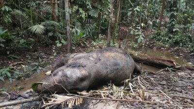 警方及野生动物保育与国家公园局在嫌犯引领下，在彼雅森林内寻获被猎杀取走象牙的大象尸体。