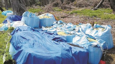 笨珍巴力西贡甘榜巴英丹棕油园出现化学原料，当地居民半年前投诉环境局没下文。