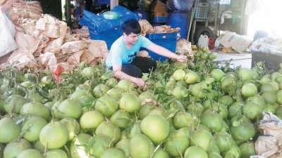 柚子采收后必须分A或B级果，再批发予收购商，转销至国内各地和新加坡。
