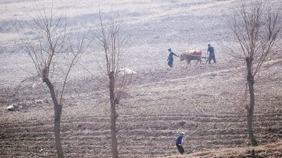 这是从中国辽宁省丹东市，拍摄朝鲜农民在边境耕种的情景。朝鲜因土地荒漠化日趋严重，频繁出现洪涝、土崩等灾害。