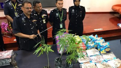 孙德拉（ 前排左）在立功警官的陪同下， 向媒体展示由警方所缉获的大麻树及冰毒。