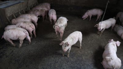这是黑龙江省哈尔滨市的一处养猪场，看来健康的猪只在猪圈中活动。中国非洲猪瘟疫情迅速蔓延，短短3个多月内就有17个省区出现疫情，扑杀超过8万头生猪，但传播途径仍是谜。