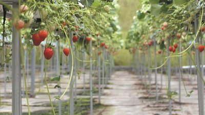 采用水平棚架种植，每一颗草莓都可接受足够的阳光，让甜度几近相同。