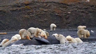 一群北极熊在弗兰格尔岛上，吃著弓头鲸的尸体。当鲸鱼尸体冲上岸时，偶尔会在夏季为北极熊提供食物来源。