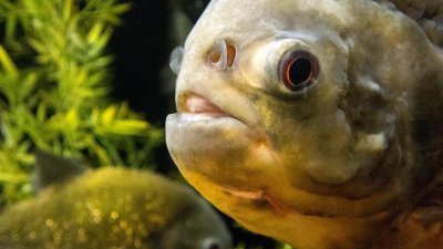 科学家在生长在欣古河内的红腹食人鱼肚子内，发现含有残留的塑胶微粒。