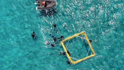 研究人员乘搭橡皮艇至大堡礁海域，并搭建漂浮于海面上的“珊瑚幼虫池”。研究人员将把珊瑚幼虫，归还至受气候影响而引发白化现象的珊瑚区域。