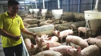 槟州猪农提呈2份封闭式养猪场的建筑图测“闯关成功”，获威省市局一站式小组成员批准。（档案照）