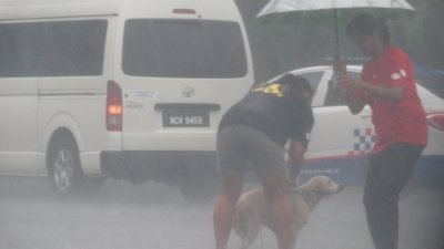 芙蓉毛孩避风港组织成员冒著大雨，拯救流浪狗并将它们带回位于芙蓉万茂的“毛孩收留所”。