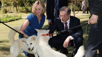 韩国总统文在寅在青瓦台接受BBC专访时，向记者比克介绍了朝鲜最高领导人金正恩赠送的两只丰山犬。