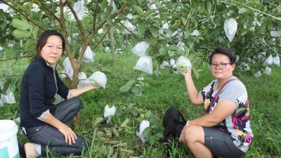 张亚萍（左起）和李月华指近来雨水充足，罗汉番石榴长得硕大漂亮，无奈60%可收成的果实都遭偷窃。