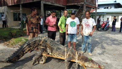 村民们联手将捕获的鳄鱼，拖到甘榜达干空地。