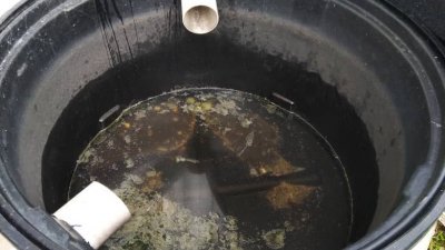 设计不良的水槽成为黑斑蚊的温床。
