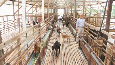 经过3年的努力，何业嘉的羊棚从原有的约30只羊崽，成功扩展至目前近百只的规模，其中更不包括已出售的公羊。