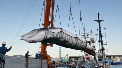 日本的捕鲸行动一向都引发国际争议，而国际捕鲸委员会（IWC）周五则否决了由日本提出的取消商业捕鲸禁令。日本当局随后扬言，若无法恢复商业捕鲸，将会退出该委员会。