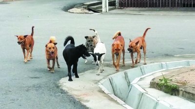 巴生市议会从今年起截至8月，共捕捉了4987只流浪狗，惟相 较于去年，今年被捕捉的流浪狗数量已经减少。