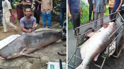 10名村民在鲁柏中淡水河活捕一条重达150公斤的巨大巴丁鱼，并花费一小时才能合力把巨鱼拉上岸。