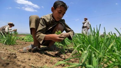 也门一名小孩，在首都萨那郊区的田里帮忙种菜。