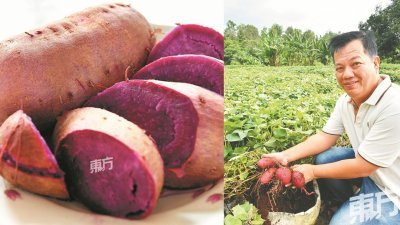 杨丕德强调，尽管耗费更多时间，种出的紫薯也大小不一，却能保证紫薯是全天然种植的健康食品。小图为Anggun 紫薯切开后，散发出浓厚的清香，鲜艳的紫色更是让人为之惊叹。 （摄影：张真甄）