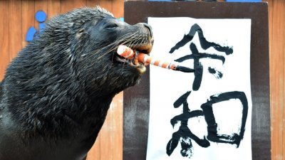 日本举国关注的新年号公布后，在横滨的海洋公园，海狮Leo在记者和访客面前，表演用毛笔写下“令和”。
