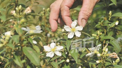 白花野牡丹在民间拥有极高的药用价值，因此在草药界素有“药王”之称。