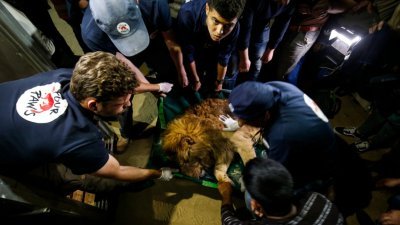 拉法动物园以资金短缺和生存环境恶劣闻名，为方便游客与狮子玩耍，园方曾残忍去除狮子的爪子。这是国际动物福利组织“四爪”成员在检查一只被施打镇定剂的狮子，以将它迁移至约旦的保护区。