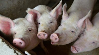 中国爆出非洲猪瘟疫情，崽猪价格逼近人民币千元。