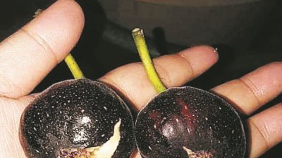 无花果的品种多不胜数，依拉琪（Iraqi）品种则在大马较受欢迎，其果实会在成熟后，果皮由绿转为黑竭色。