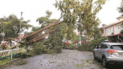雪隆多个地区近来午后常刮起狂风暴雨，导致树倒事件频传，其中在4月短短9天内，雪州消拯局就接获52宗树倒投报。（档案照）