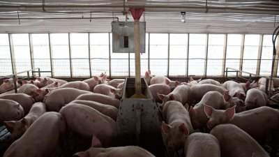 中国据报可能会取消美国的家禽进口禁令，增加采购美国猪肉，并寻求对该国出口家禽产品。这是美国伊利诺伊州波洛市的邓肯养猪圈。-路透社-