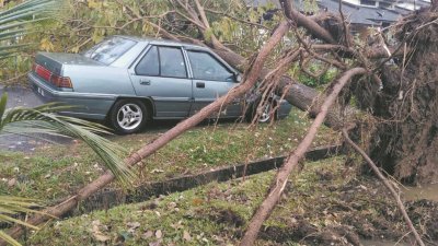 大树被暴风雨连根拔起，直接压在轿车上。