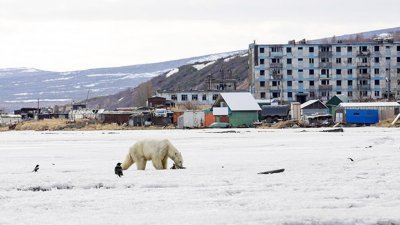 北极熊“乌姆卡”在民居附近的雪地上觅食。这只迷路的北极熊踏足俄罗斯堪察加半岛，相信它已离家700公里，乌姆卡看上去“筋疲力尽”。