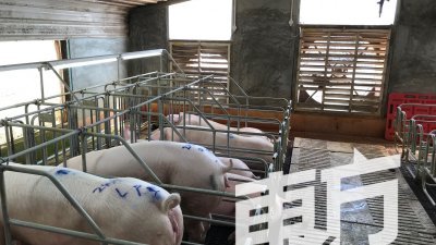 封闭式的养猪场通风度更佳，可为猪只提供更优良的环境，同时猪群生病机率也大大减低。