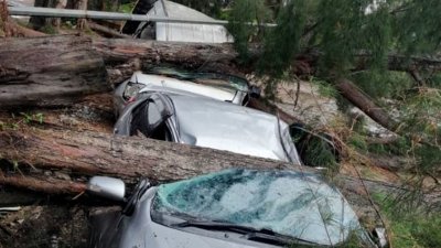 狂吹倒树木，边佳兰海边路3辆轿车被倒下的大树压个正 著，所幸没有酿成人命伤亡。 （沈茂山提供）