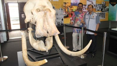 125年前，一头雄象为复仇，迎头撞向火车而当场惨死，其象头和象牙正在太平霹雳博物馆展出，公众受促把握机会前往观赏。左起是西华及博物馆管理员阿兹米。