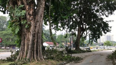 槟岛市政厅及威省市政局会定时为这些树木进行修剪，避免“过度”生长的树枝遭风灾袭击时倒下来。