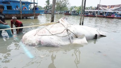一只约5吨重的鲸鲨命丧巴冬海域，渔业局连夜将它送抵蓝道阿邦的海龟与海洋生态研究中心。