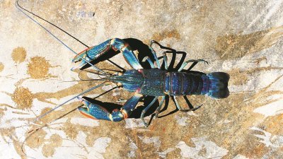一身蓝色甲壳，价高易养的澳洲小龙虾，有望在霹州水产养殖业掀起养殖风潮。图为体型较大，虾钳边缘呈橙色斑块的雄虾。