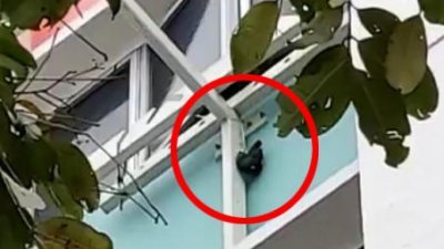 新加坡义顺一户居民为了“惩罚”飞进屋里的八哥鸟，竟把它活活绑在晾衣杆上。