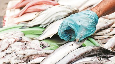 鱼获锐减90%，令渔贩生意下跌30%。