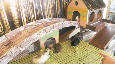 仓鼠们在空间大的展示笼里啃蔬菜，每只的模样逗趣可爱。