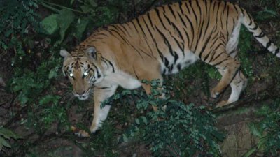 马来亚虎数量锐减，全国迄今仅剩约200头，图为太平动物园的其中一只老虎。