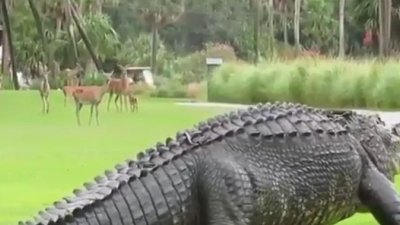 巨大肥鳄鱼走在高尔夫球场上，后方的小鹿全吓傻。（图取自reddit）